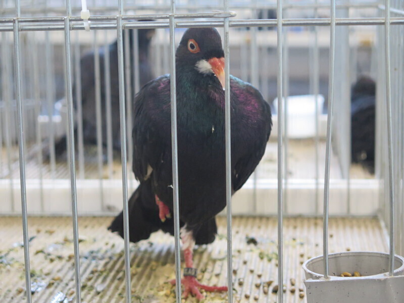 Zdjęcie 12: Moszczenica: wystawa rasowych gołębi