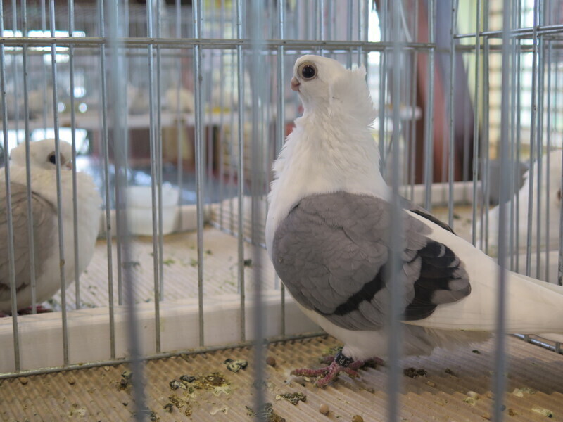 Zdjęcie 13: Moszczenica: wystawa rasowych gołębi