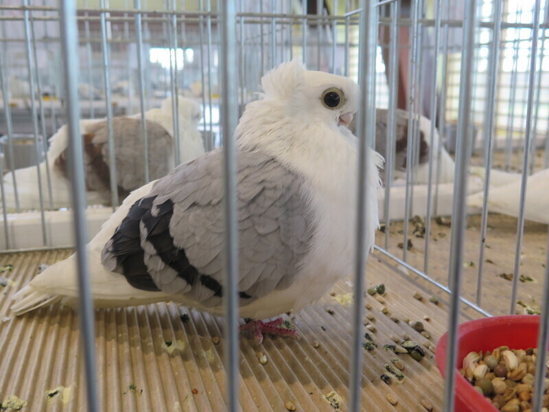 Zdjęcie 14: Moszczenica: wystawa rasowych gołębi