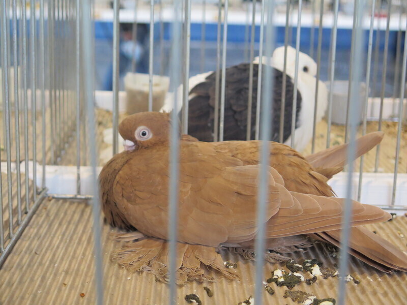 Zdjęcie 16: Moszczenica: wystawa rasowych gołębi