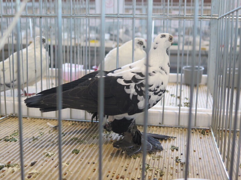 Zdjęcie 17: Moszczenica: wystawa rasowych gołębi