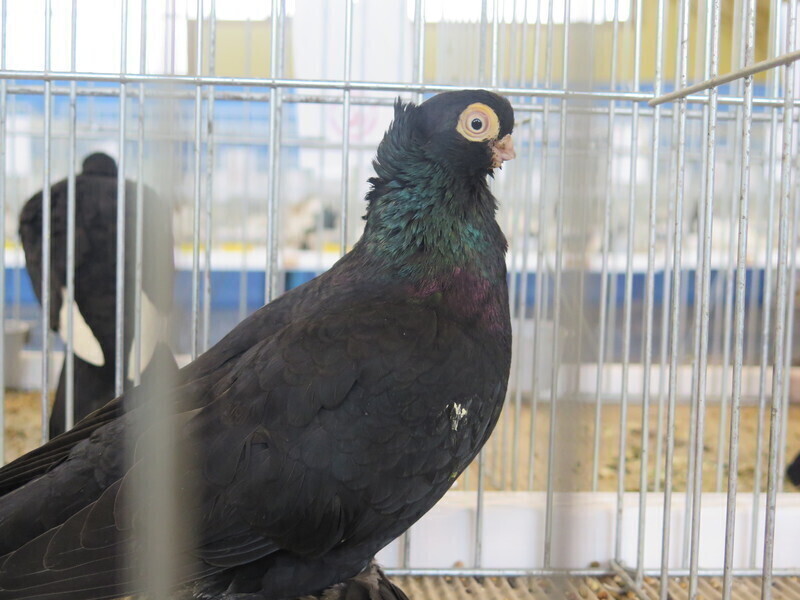 Zdjęcie 18: Moszczenica: wystawa rasowych gołębi