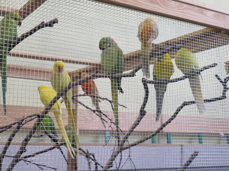 Zdjęcie 19: Moszczenica: wystawa rasowych gołębi