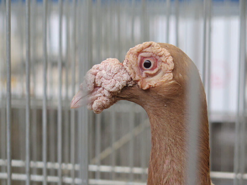 Zdjęcie 20: Moszczenica: wystawa rasowych gołębi