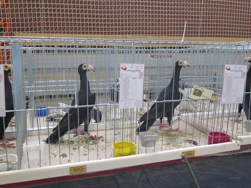 Zdjęcie 21: Moszczenica: wystawa rasowych gołębi