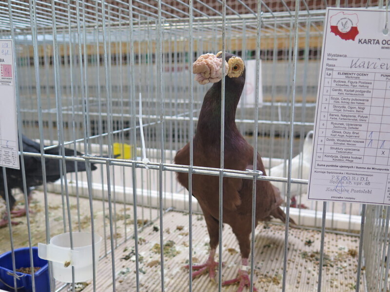 Zdjęcie 22: Moszczenica: wystawa rasowych gołębi