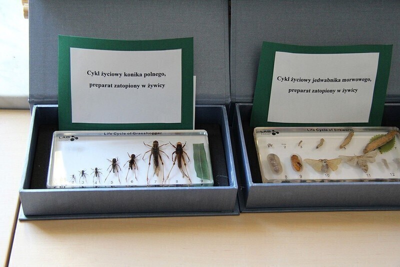 Zdjęcie 7: W ekopracowni w Krzyżanowie zaczęli od eksperymentów