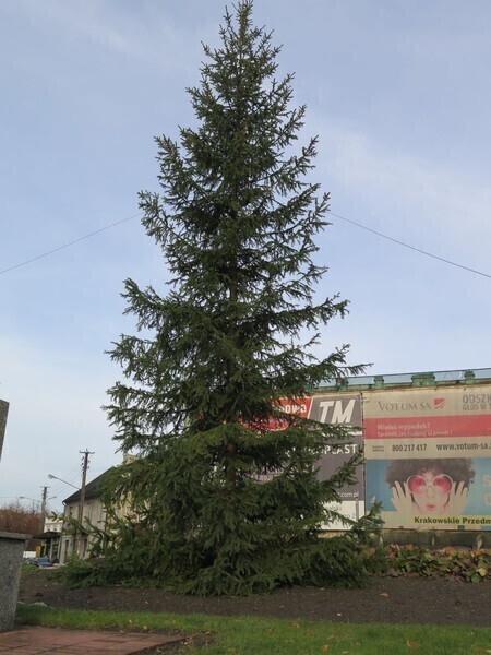 Zdjęcie 4: Piotrków coraz bardziej świąteczny 