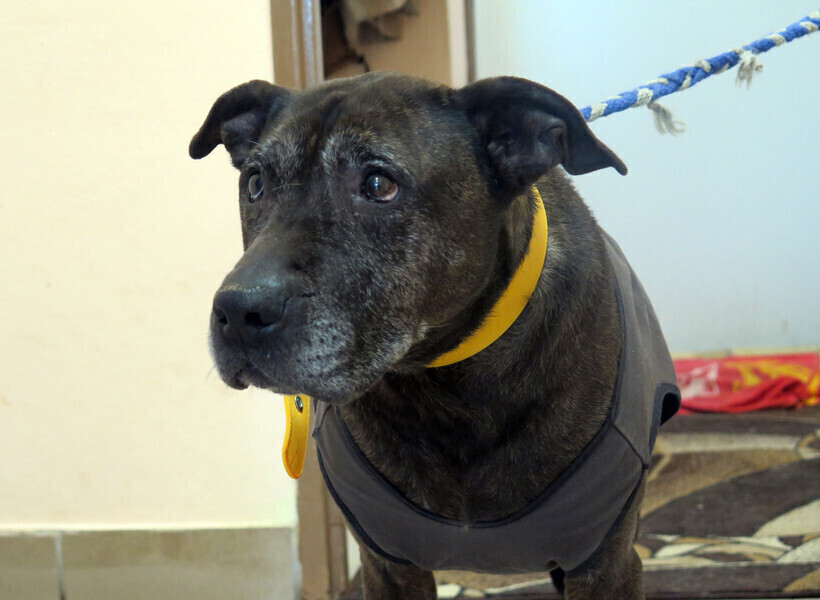 Zwierzaki z piotrkowskiego schroniska czekają na Wigilię