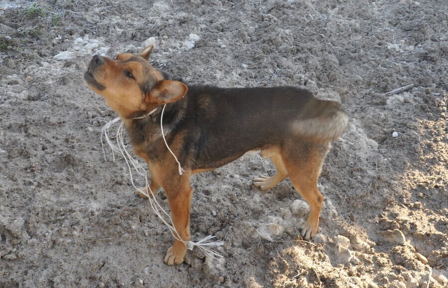 Zdjęcie 1: Pies uratowany przez funkcjonariuszy Służby Ochrony Kolei