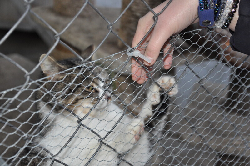 Zdjęcie 10: Młodzi Ludowcy wspierają braci mniejszych