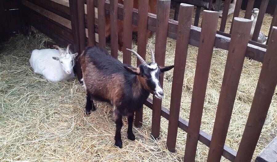 Dwie szopki u Bernardynów