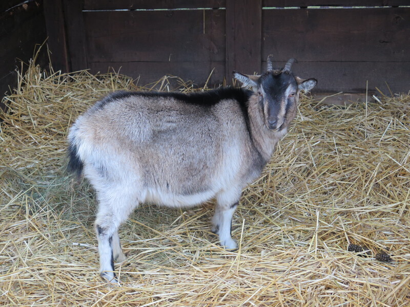 Zdjęcie 28: Zobacz szopki u Bernardynów [GALERIA]