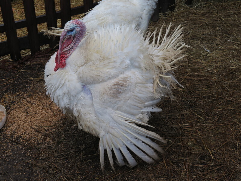 Zdjęcie 29: Zobacz szopki u Bernardynów [GALERIA]