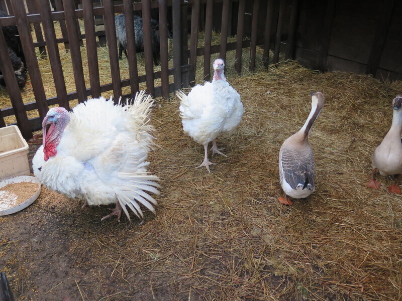 Zdjęcie 30: Zobacz szopki u Bernardynów [GALERIA]