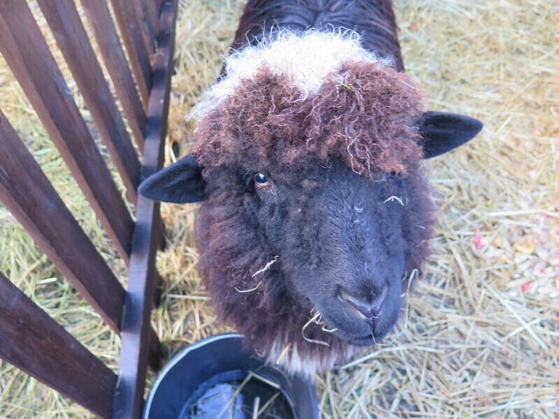 Zdjęcie 32: Zobacz szopki u Bernardynów [GALERIA]