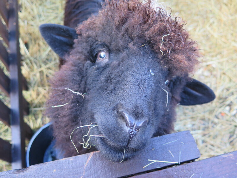 Zdjęcie 33: Zobacz szopki u Bernardynów [GALERIA]