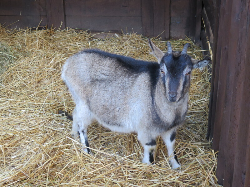 Zdjęcie 34: Zobacz szopki u Bernardynów [GALERIA]