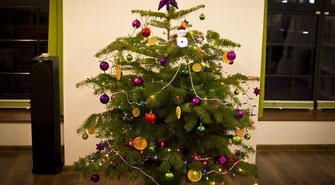 Co zrobić z choinką? 