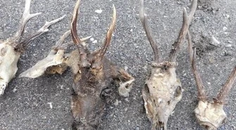 Miał w domu nielegalny tytoń i trofea łowieckie