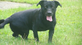 Gdzie dzwonić w sprawie bezpańskich psów? 