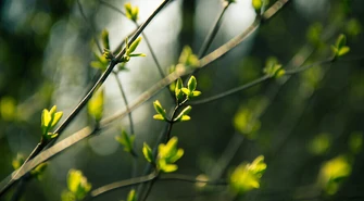 Pierwszy dzień astronomicznej wiosny