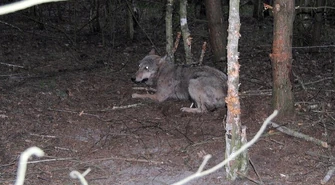 Wilk złapał się we wnyki