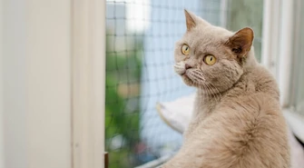 "Mafia w sieci". Dołącz i wspieraj Miasto Kotów!