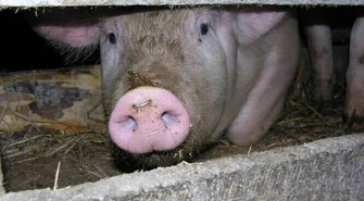 Tego jeszcze nie było – wójt zaprasza na Festyn Wieprzowiny 