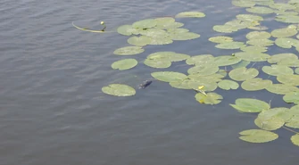 Kto utopił szczenięta?