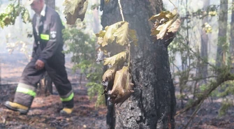 Pożar lasu w Trzepnicy