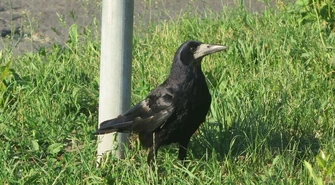 Brudzą, hałasują i... atakują?