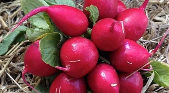 Była wieprzowina, czas na sałatę i rzodkiewkę