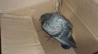 Strzelali do gołębia z pistoletu na kulki 