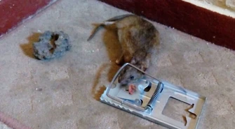 Na Wysokiej trwa walka ze szczurami