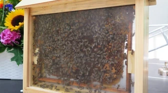 Potrzeba nam więcej pszczół i pszczelarzy. Dziś Dzień Pszczół