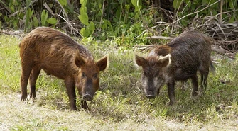 Pomór świń – czy mamy się bać?
