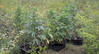 Przeczesują lasy w poszukiwaniu konopi 