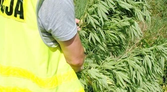 Kolejna plantacja zlikwidowana, tym razem w Moszczenicy 