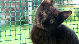 Koty wolno żyjące - jak im pomóc?