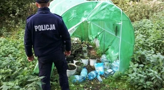 Policja bezlitosna dla plantatorów 