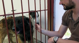 W schronisku przybywa psów