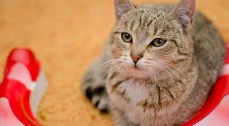 Wspierajmy "Miasto Kotów"