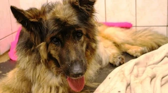 Zakopał psa żywcem. Policja szuka oprawcy