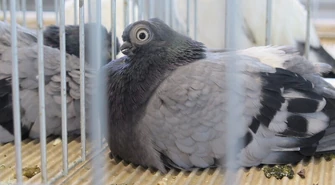 Moszczenica: wystawa rasowych gołębi