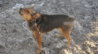 Pies uratowany przez funkcjonariuszy Służby Ochrony Kolei