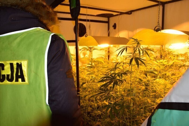 Zdjęcie 3: W budynku gospodarczym urządził sobie plantację 