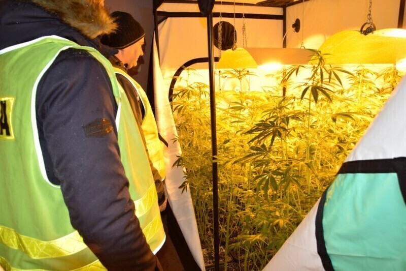 Zdjęcie 4: W budynku gospodarczym urządził sobie plantację 