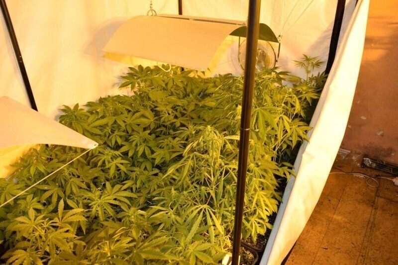 Zdjęcie 5: W budynku gospodarczym urządził sobie plantację 