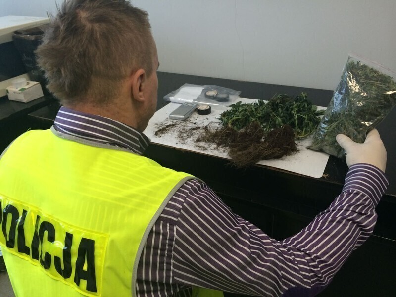 Zdjęcie 3: Mała plantacja w wynajętym mieszkaniu 